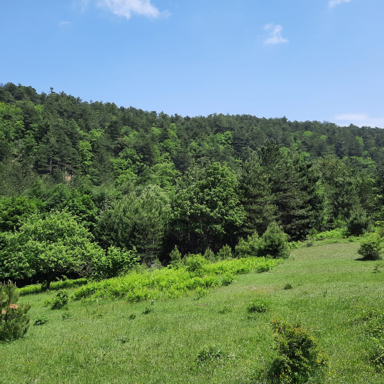 Satılık Sulak Arazi, Sakarya
