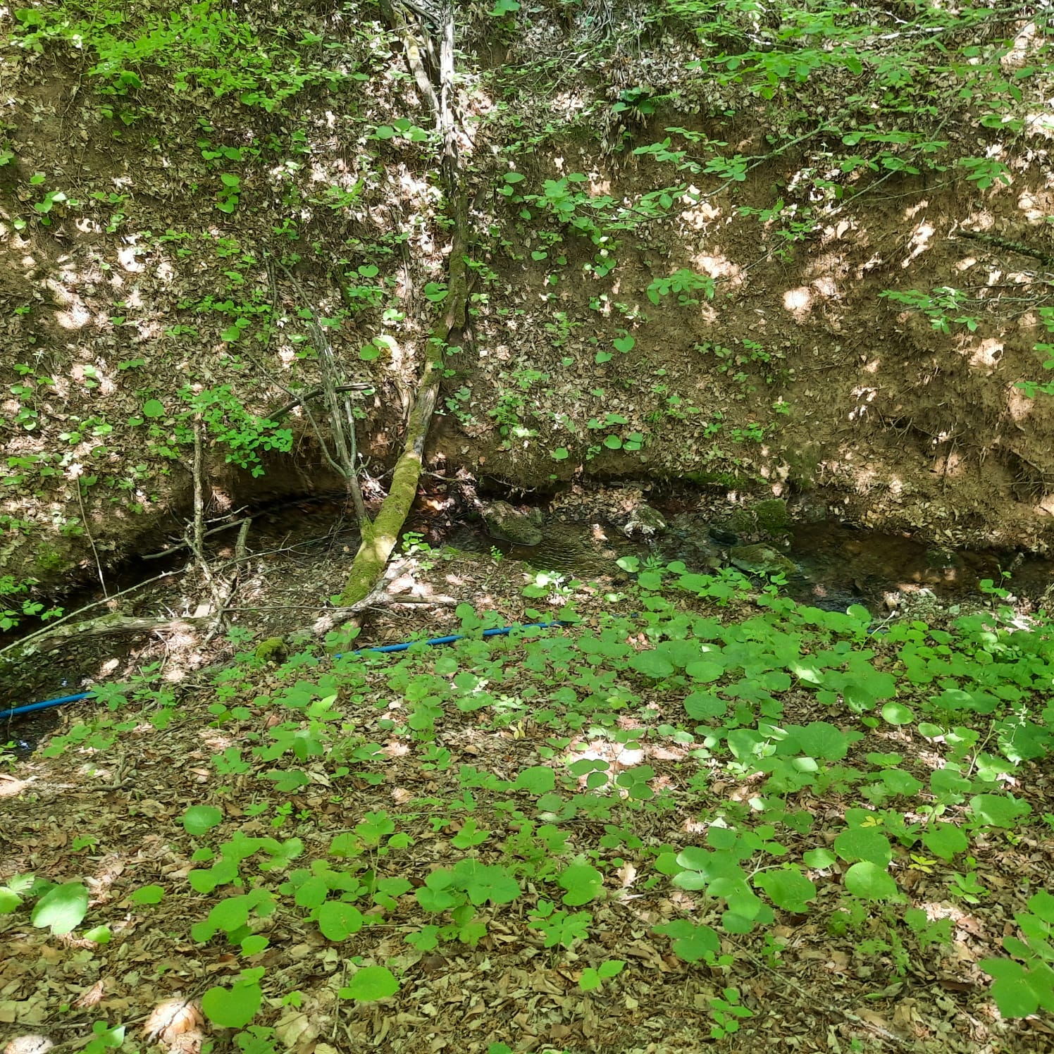 Satılık Sulak Arazi, Sakarya
