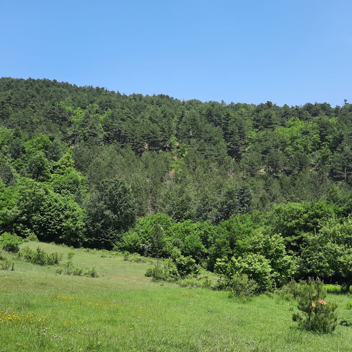 Satılık Sulak Arazi, Sakarya